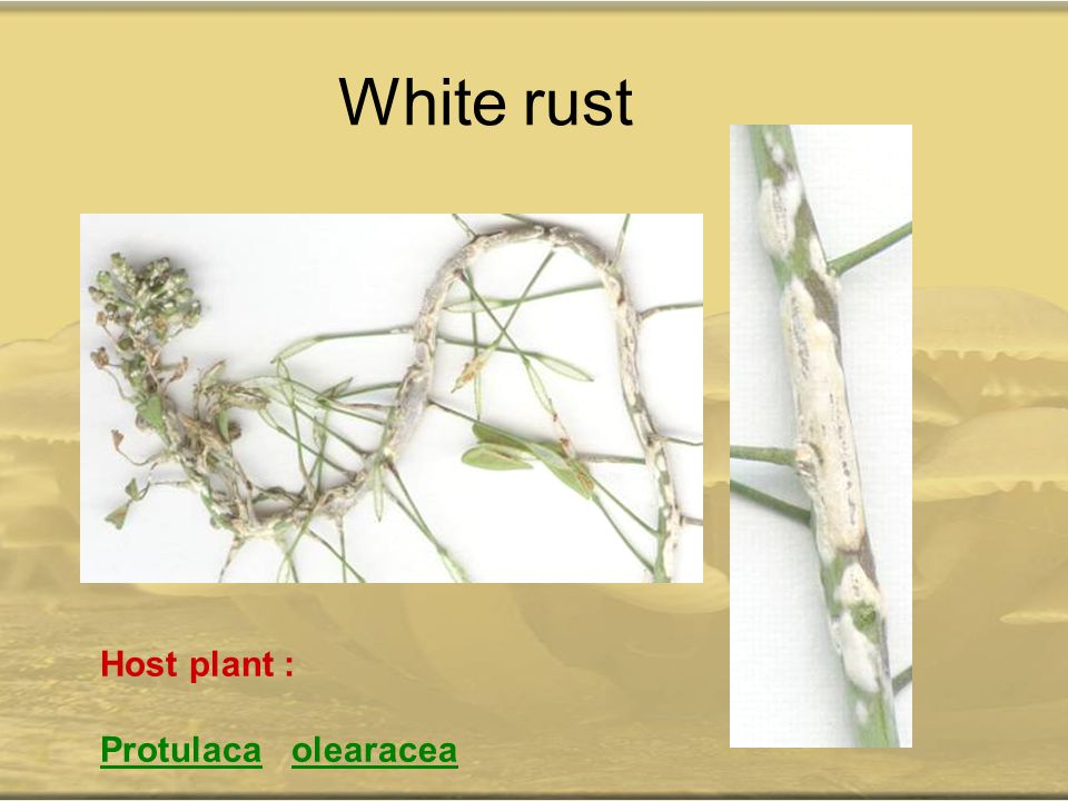 White rust Host plant : Protulaca olearacea