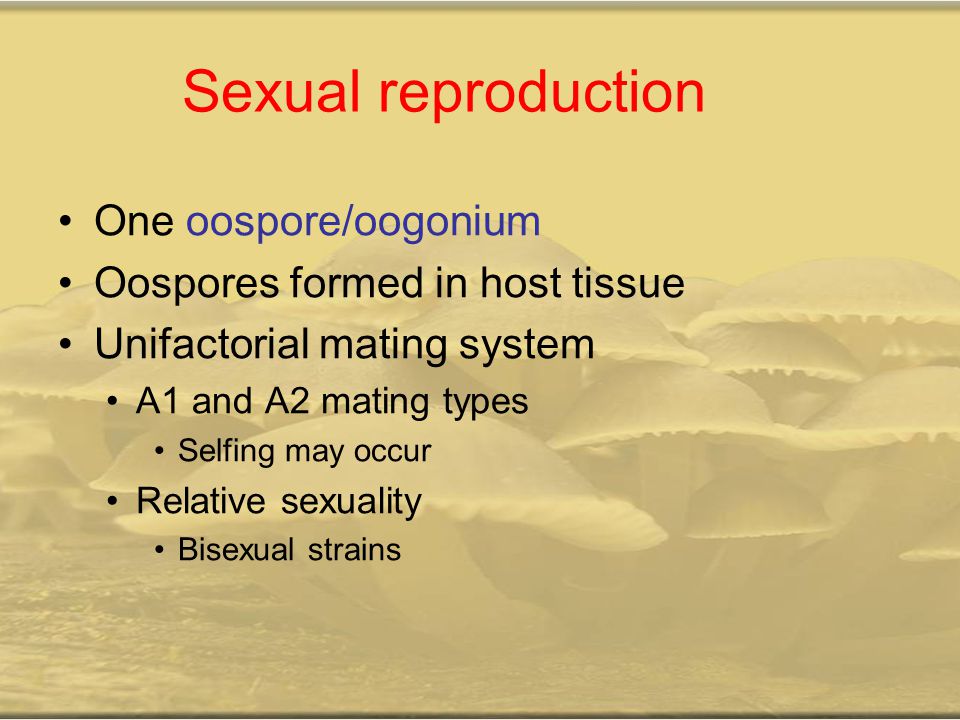 Sexual reproduction One oospore/oogonium