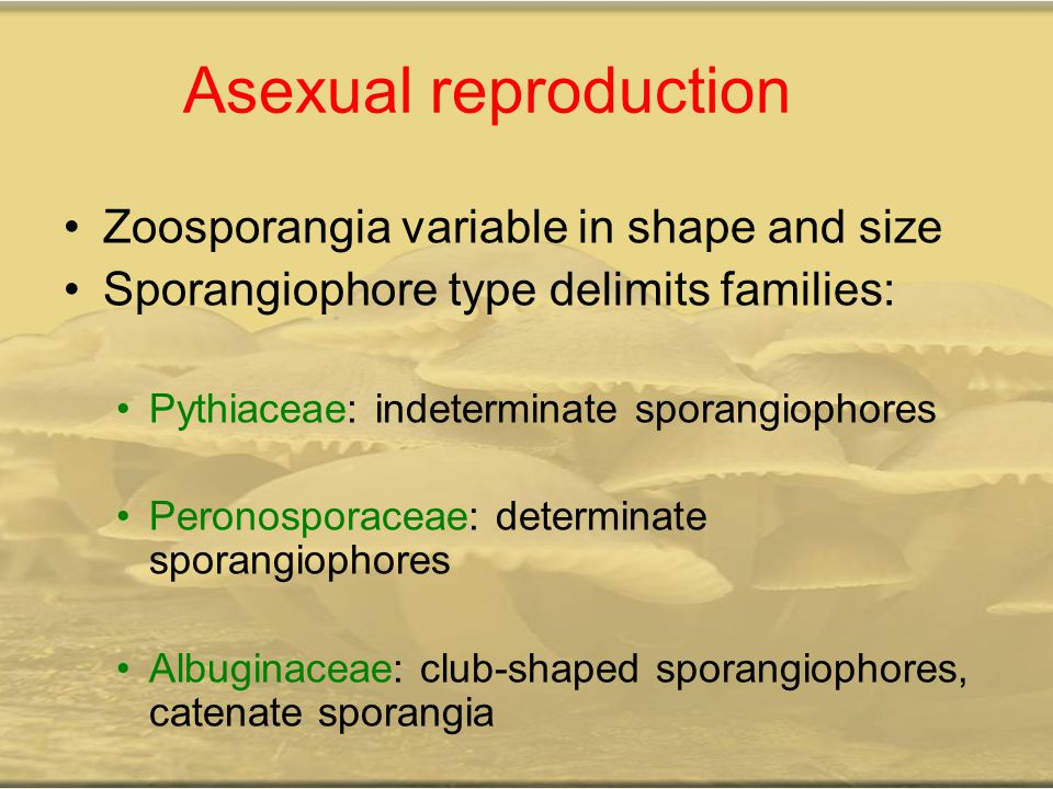 Asexual reproduction Zoosporangia variable in shape and size
