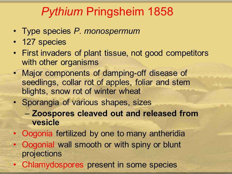 Pythium Pringsheim 1858 Type species P. monospermum 127 species
