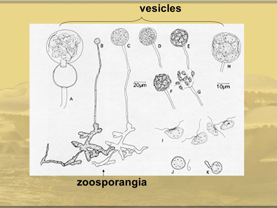 vesicles zoosporangia