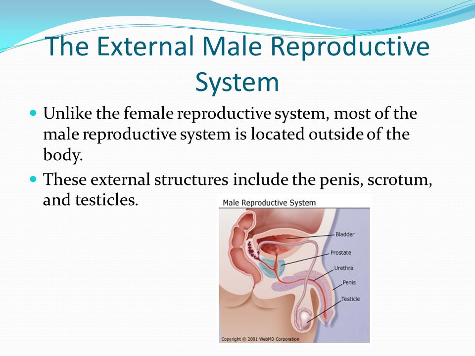 The Male Reproductive System - ppt video online download