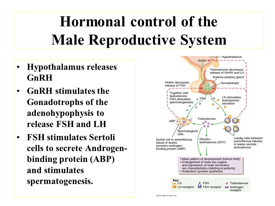 Bio 242 A P Unit 4 Lecture Ppt Video Online Download
