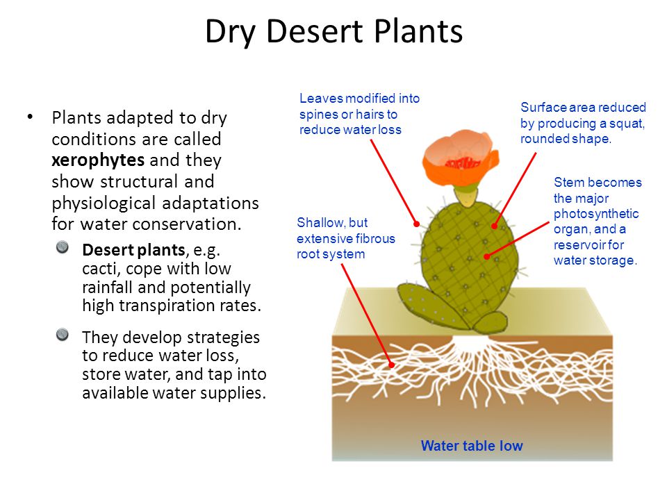 xerophytic adaptations to reduce water loss