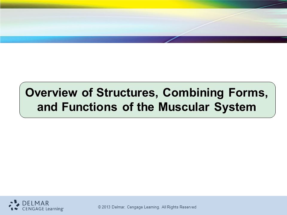 Overview of Structures, Combining Forms, and Functions of the Muscular System