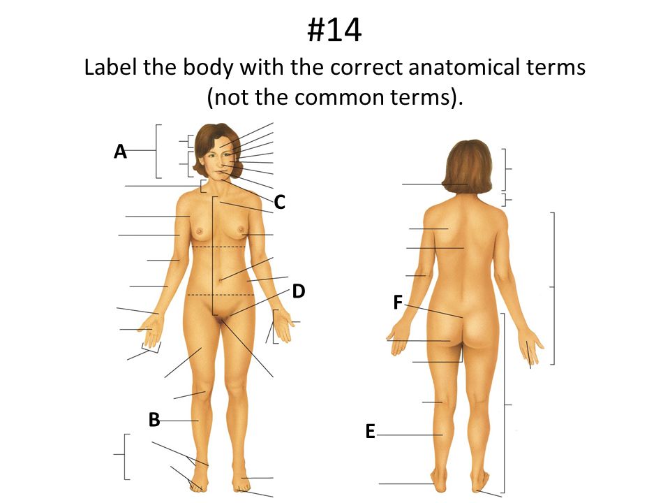 Review Game Unit One | Organization of the Human Body - ppt ...