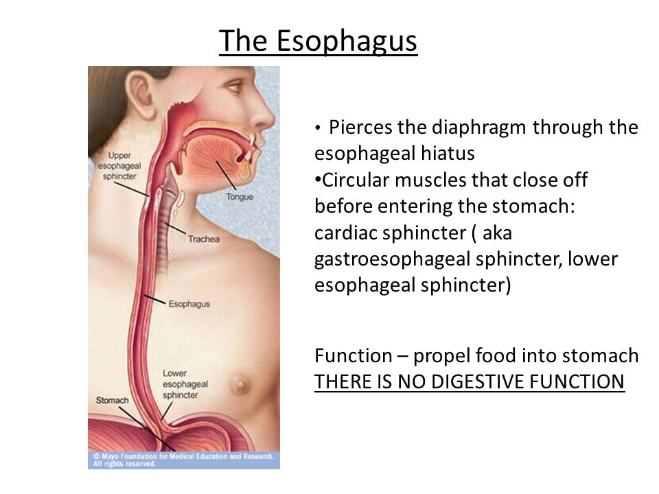 digestive system esophagus function