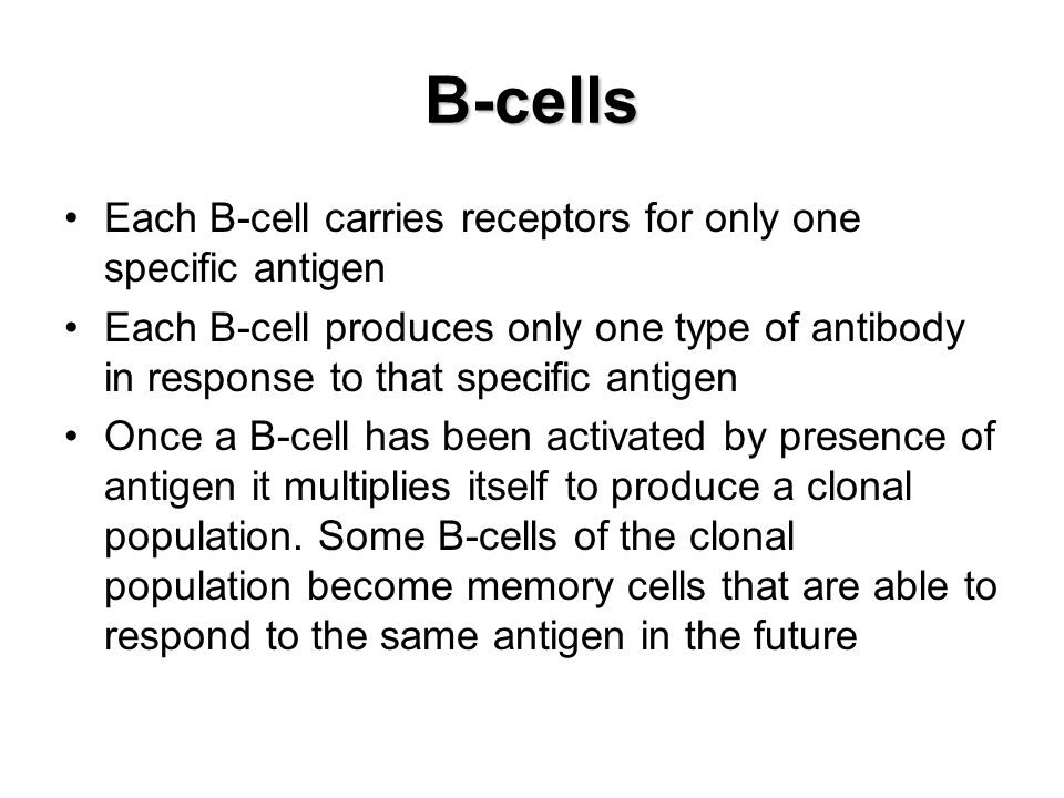 B-cells Each B-cell carries receptors for only one specific antigen