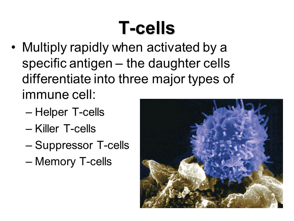 T-cells Multiply rapidly when activated by a specific antigen – the daughter cells differentiate into three major types of immune cell: