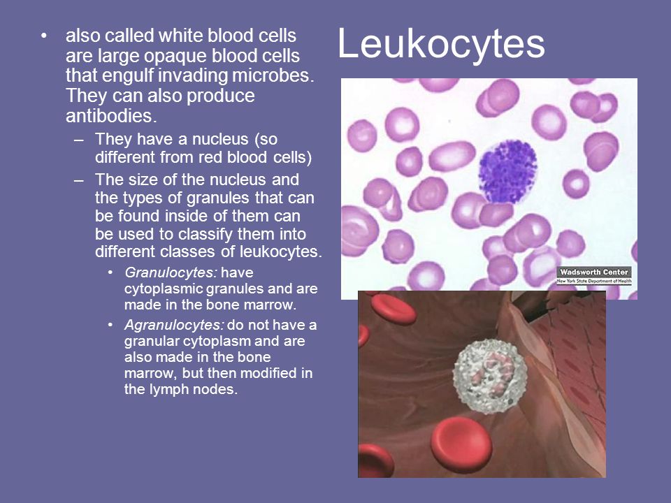 Leukocytes also called white blood cells are large opaque blood cells that engulf invading microbes. They can also produce antibodies.