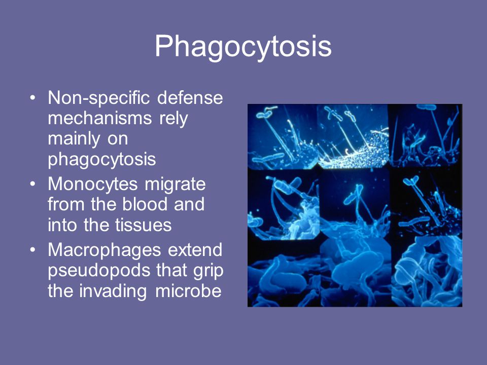 Phagocytosis Non-specific defense mechanisms rely mainly on phagocytosis. Monocytes migrate from the blood and into the tissues.