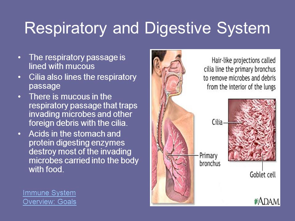Respiratory and Digestive System