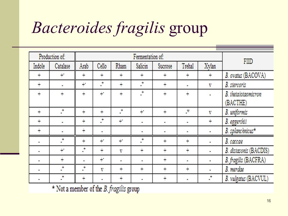 Bacteroides+fragilis+group.jpg