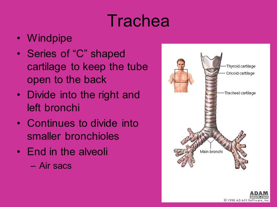 Trachea Windpipe. Series of C shaped cartilage to keep the tube open to the back. Divide into the right and left bronchi.