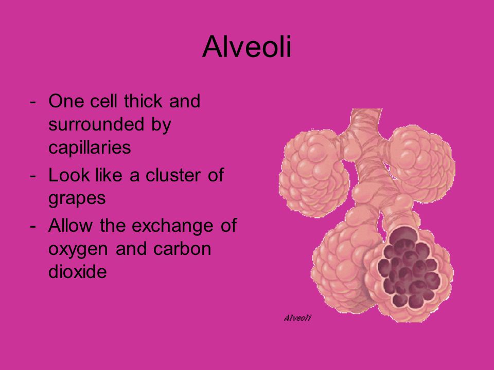 Alveoli One cell thick and surrounded by capillaries