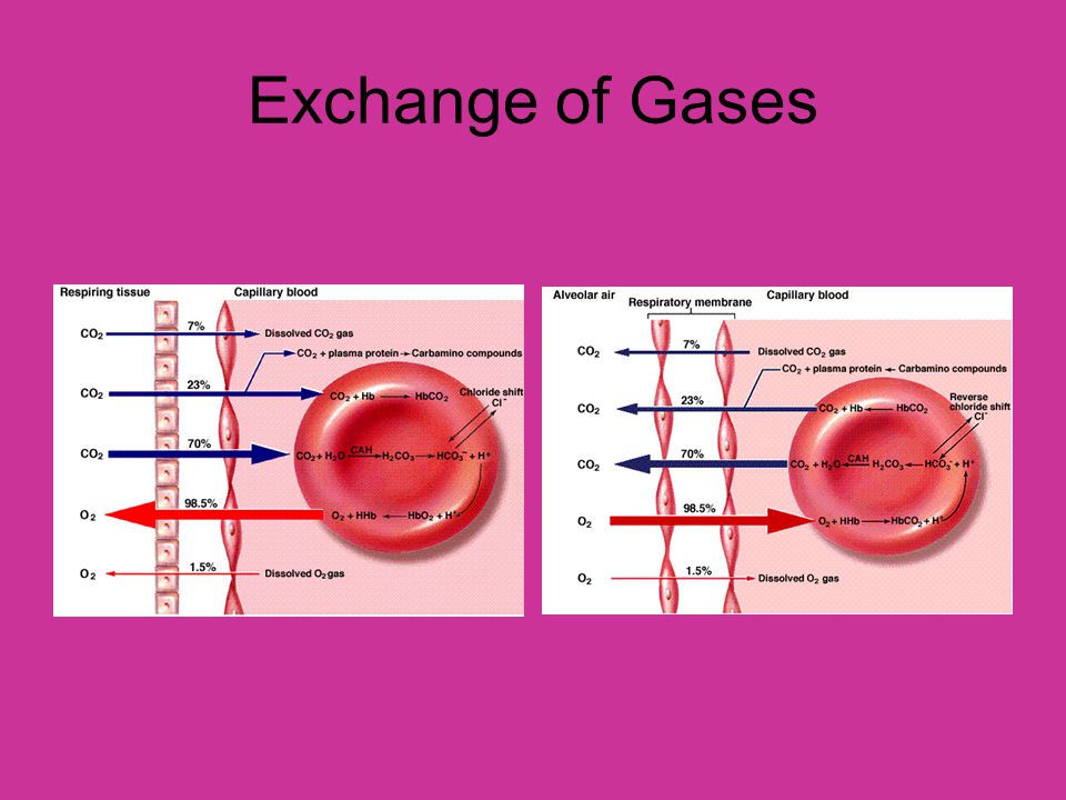 Exchange of Gases