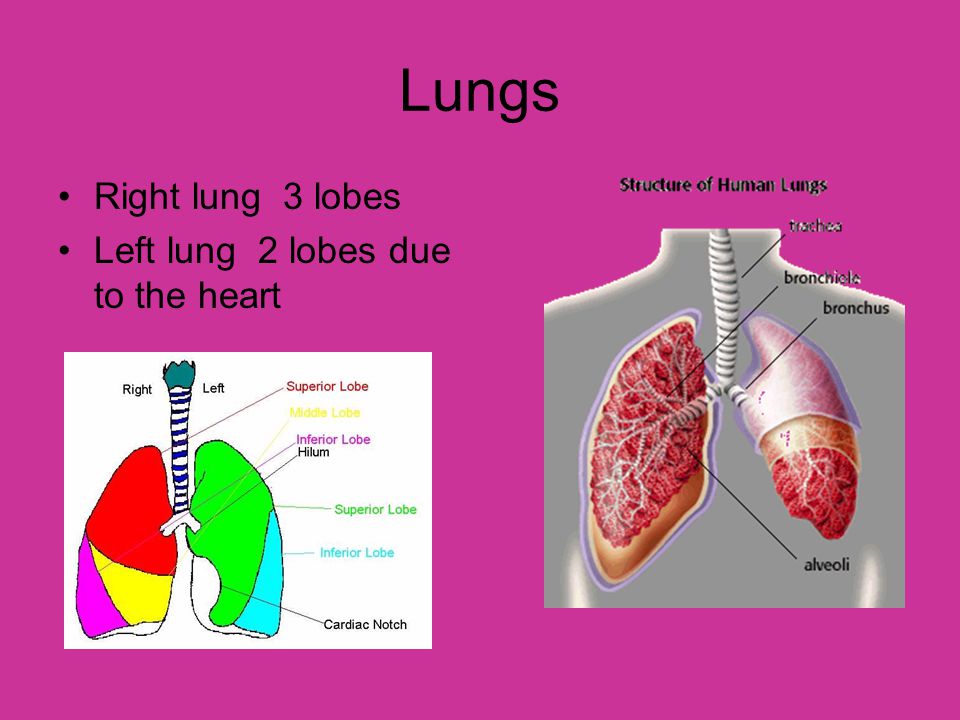 Lungs Right lung 3 lobes Left lung 2 lobes due to the heart
