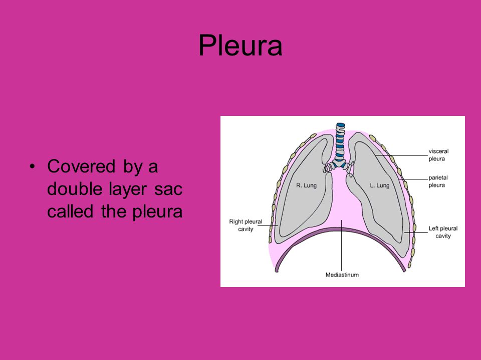 Pleura Covered by a double layer sac called the pleura