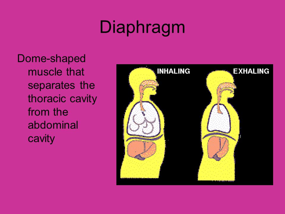 Diaphragm Dome-shaped muscle that separates the thoracic cavity from the abdominal cavity