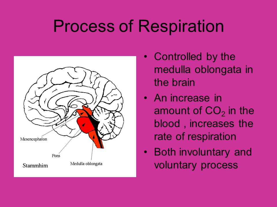 Process of Respiration