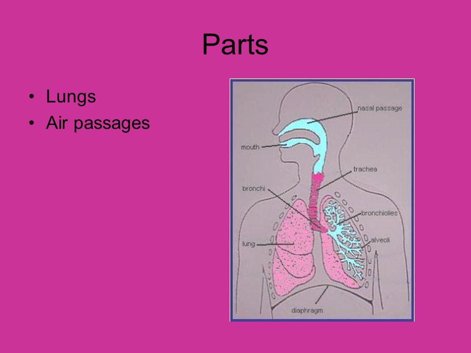 Parts Lungs Air passages