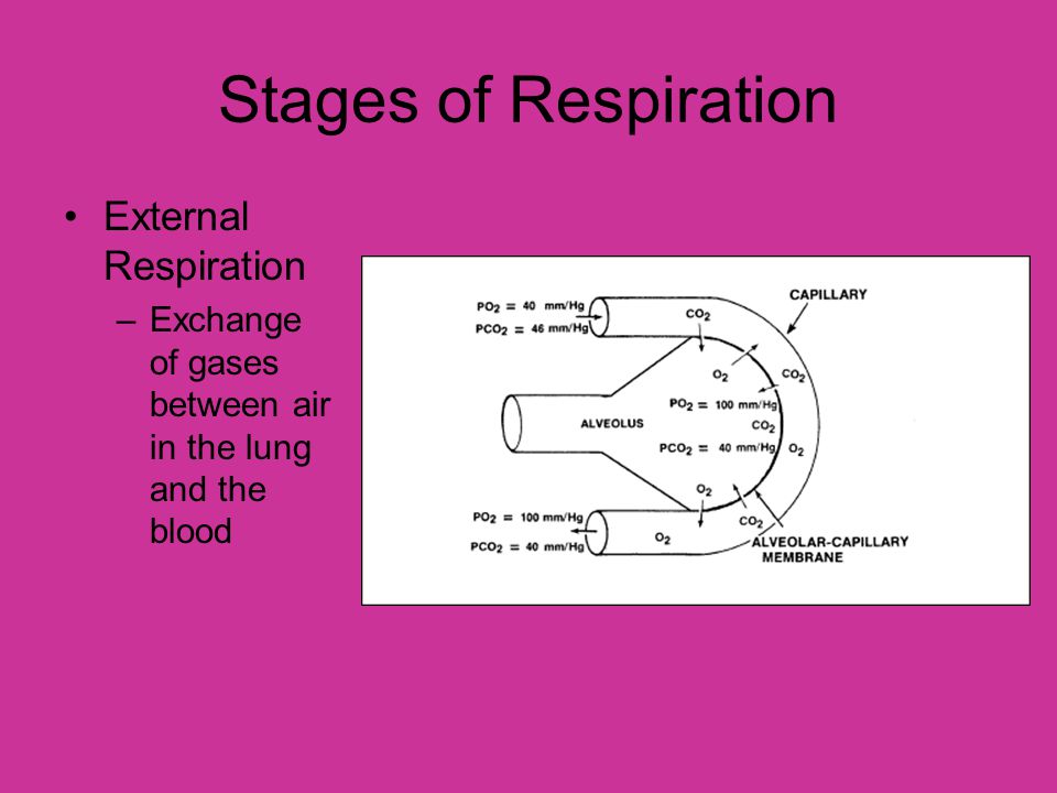 Stages of Respiration External Respiration