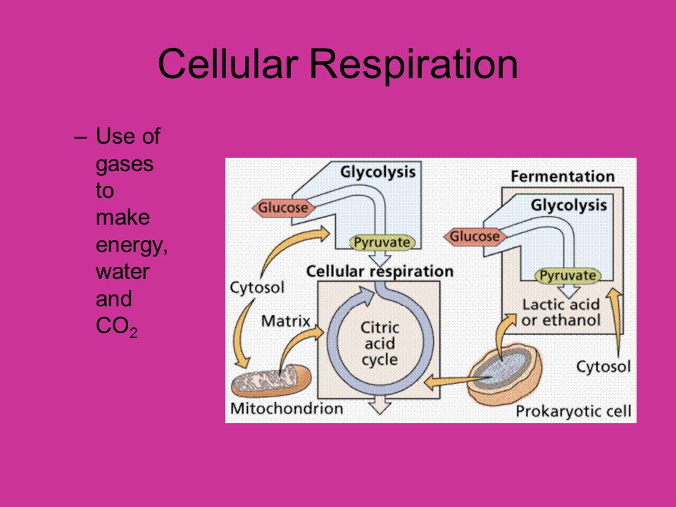 Cellular Respiration Use of gases to make energy, water and CO2