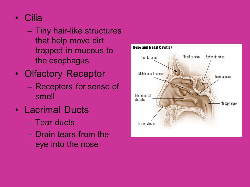 Cilia Olfactory Receptor Lacrimal Ducts