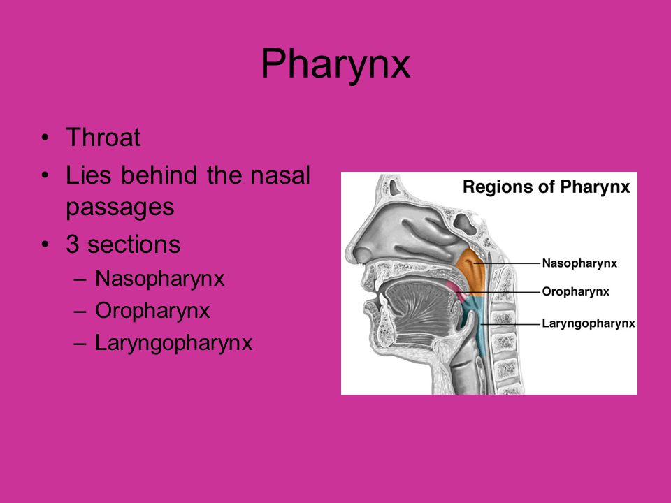Pharynx Throat Lies behind the nasal passages 3 sections Nasopharynx