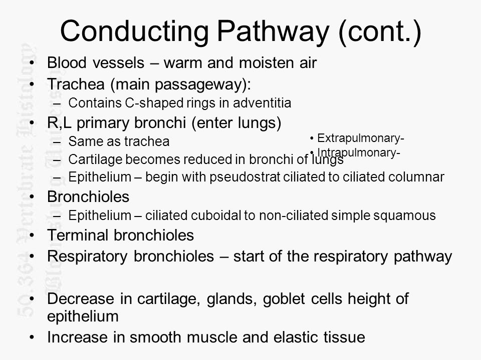 Conducting Pathway (cont.)