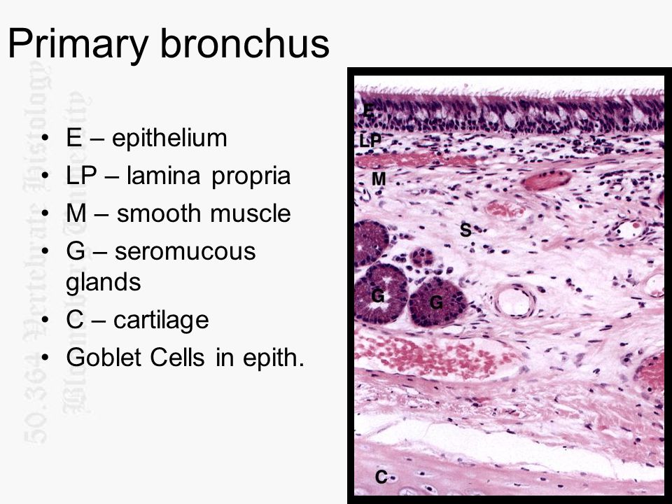 Primary bronchus E – epithelium LP – lamina propria M – smooth muscle