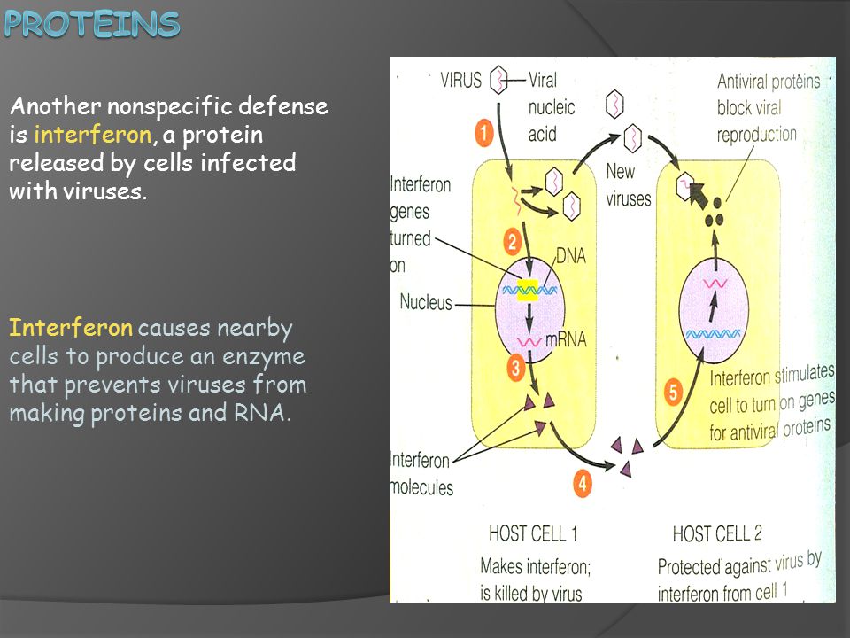 proteins Another nonspecific defense is interferon, a protein released by cells infected with viruses.