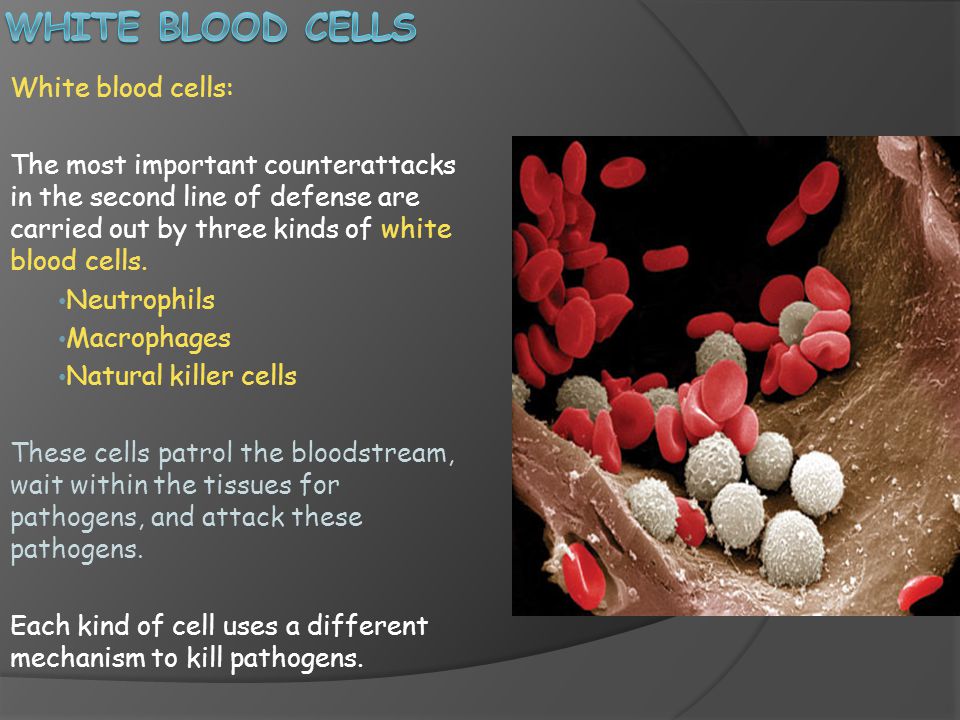 White Blood Cells White blood cells: