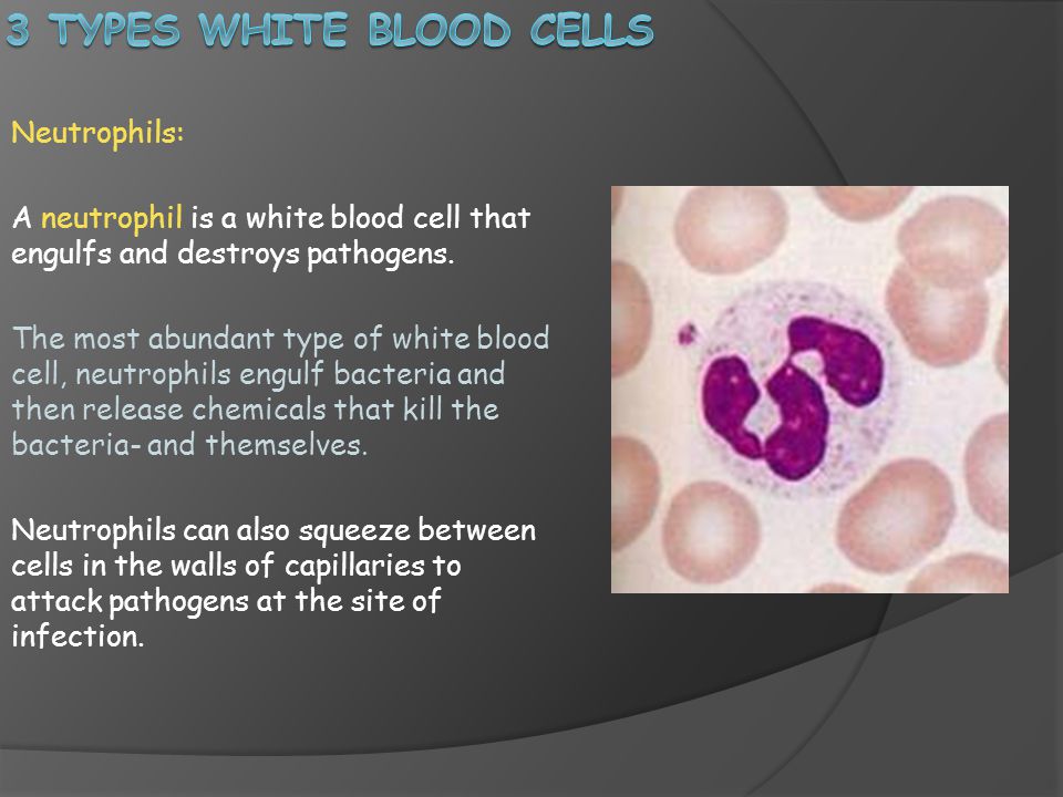 3 Types White Blood cells