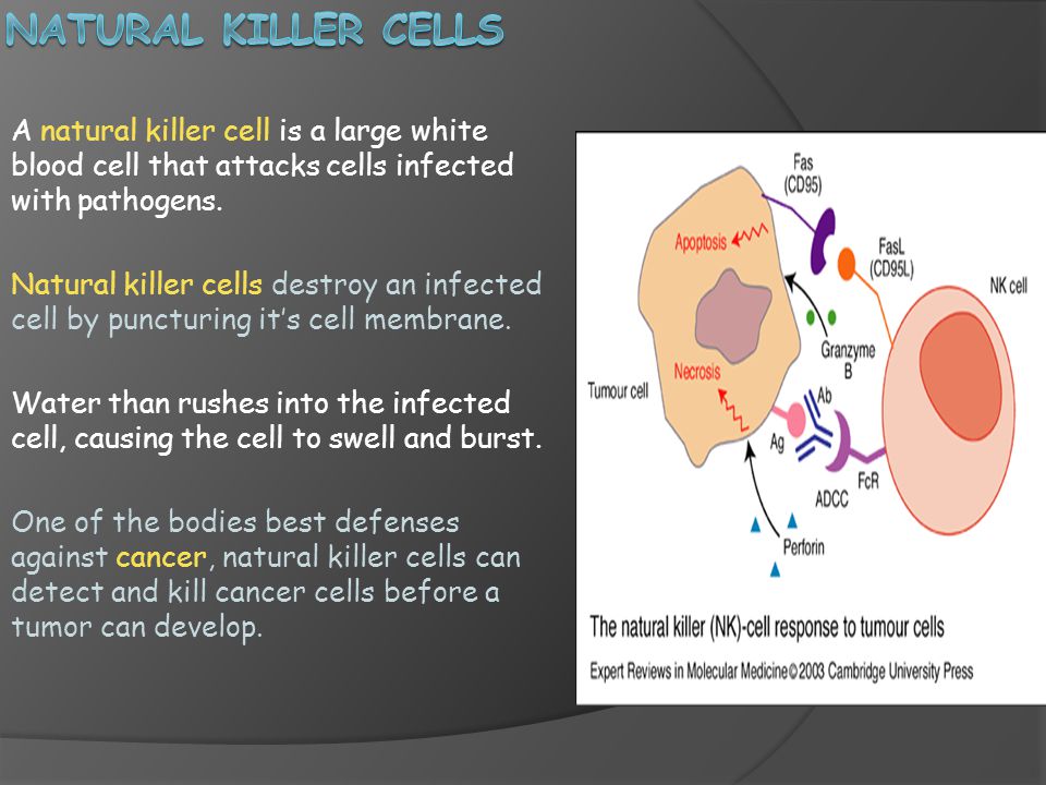 Natural Killer Cells A natural killer cell is a large white blood cell that attacks cells infected with pathogens.