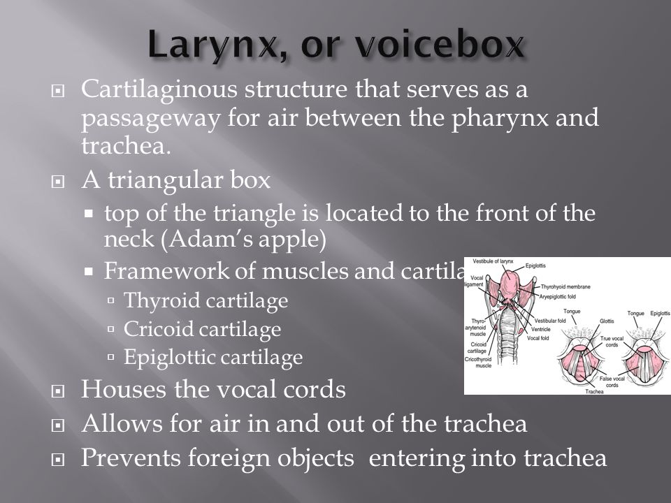 Larynx, or voicebox Cartilaginous structure that serves as a passageway for air between the pharynx and trachea.