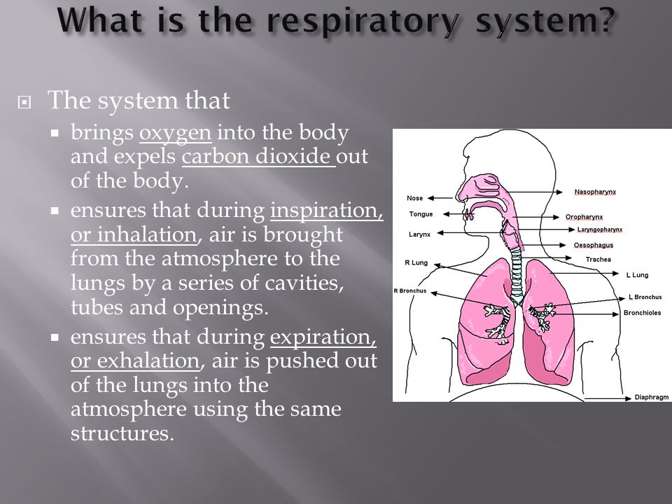 What is the respiratory system