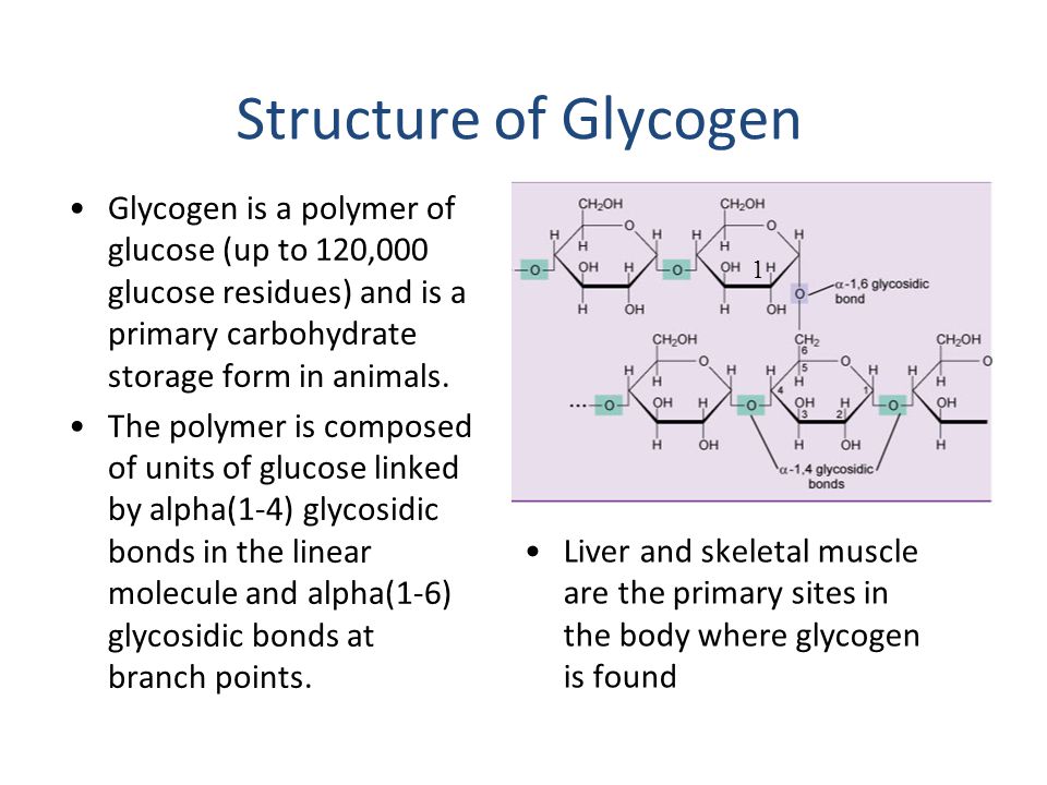 branch structure glucose Carbohydrate download Metabolism ppt branch structure glucose Carbohydrate download Metabolism ppt