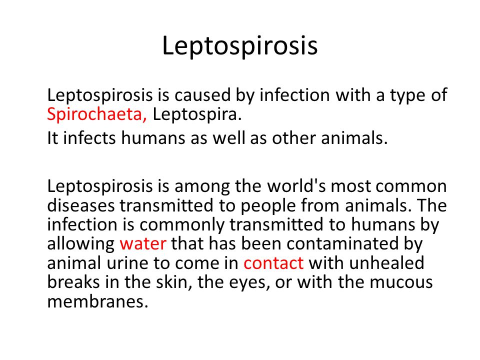 Leptospirosis.