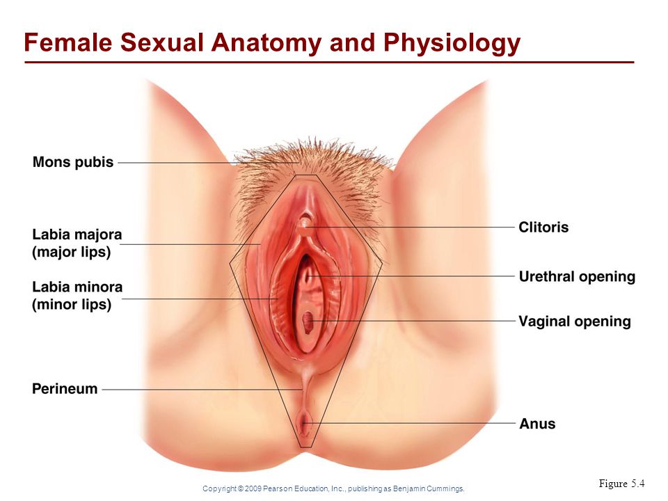 The vagina vulva