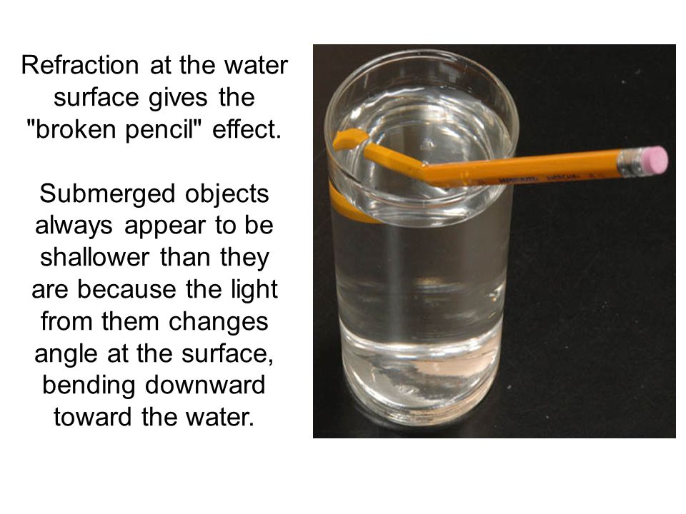 Refraction at the water surface gives the broken pencil effect.
