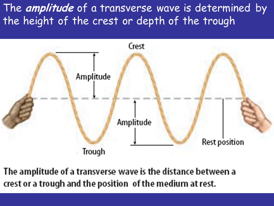 The amplitude of a transverse wave is determined by the height of the crest or depth of the trough