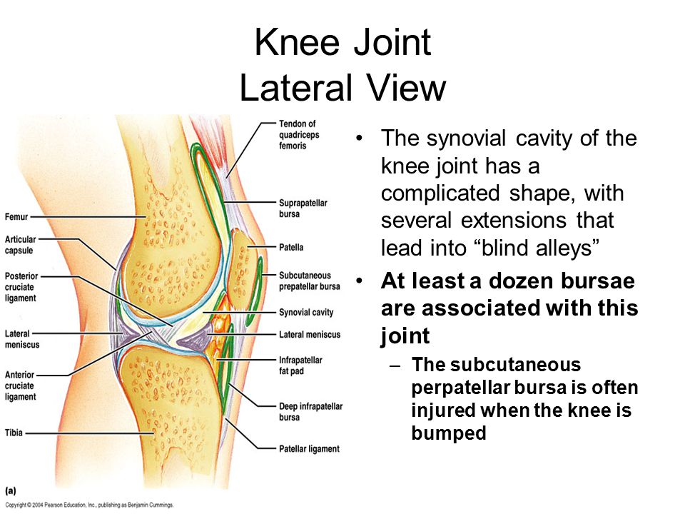 Knee Joint Lateral View.
