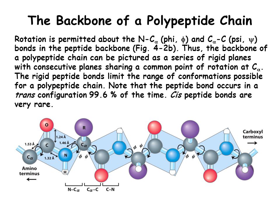 Полипептид в задачах. Backbone. Backbone объяснение концовки. Рене Backbone. 4 Polypeptide.