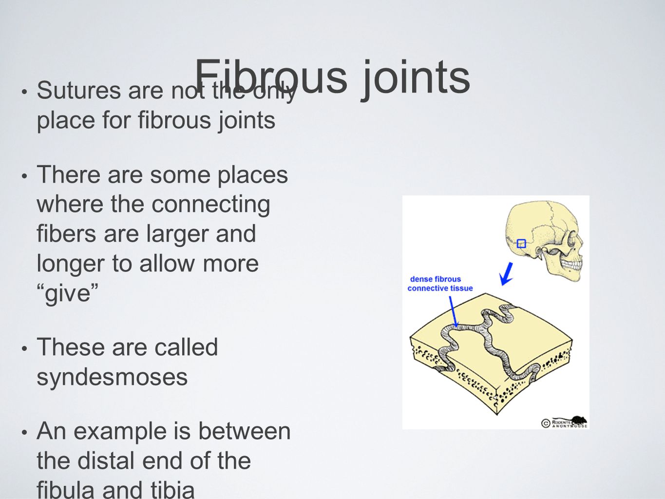 Fibrous joints Sutures are not the only place for fibrous joints