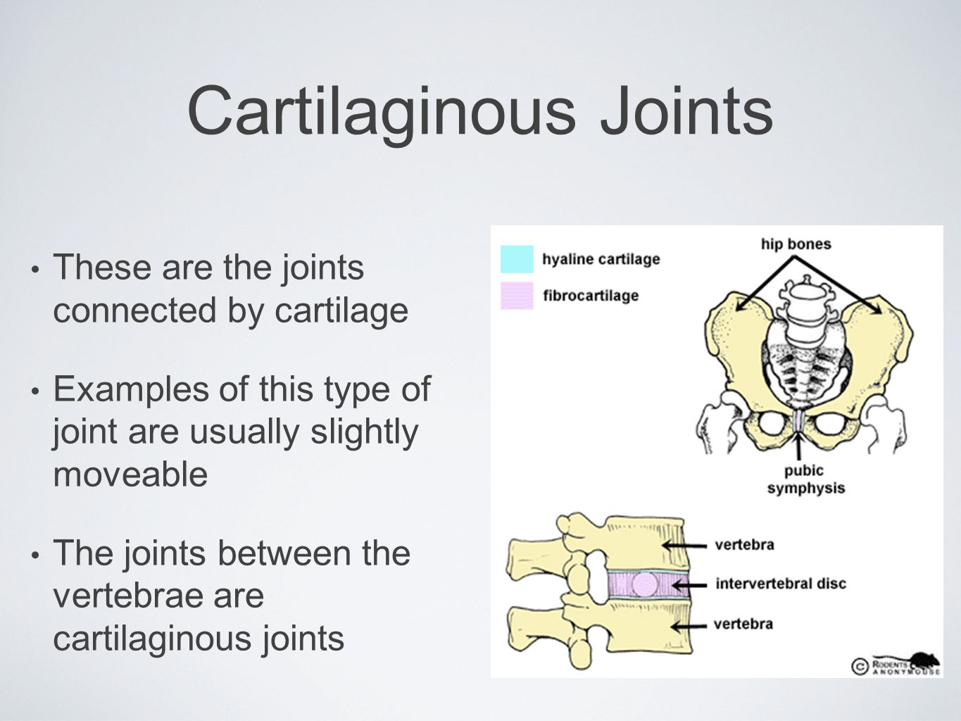 Cartilaginous Joints These are the joints connected by cartilage