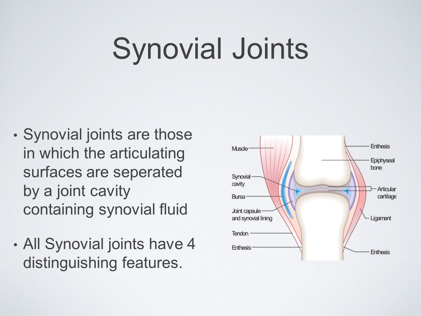 Synovial Joints Synovial joints are those in which the articulating surfaces are seperated by a joint cavity containing synovial fluid.