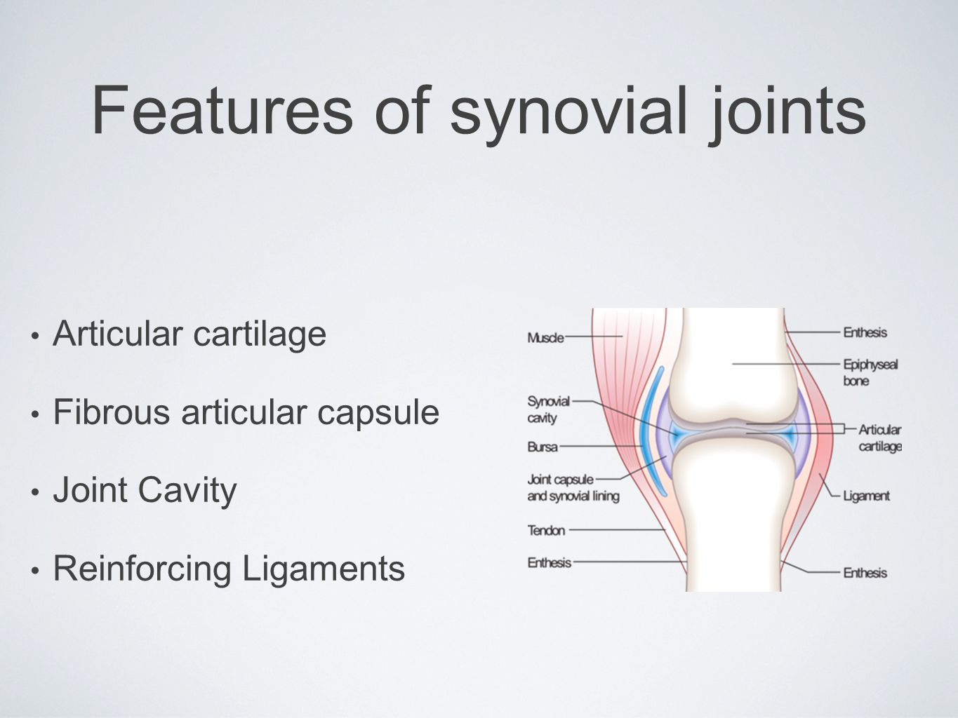 Features of synovial joints