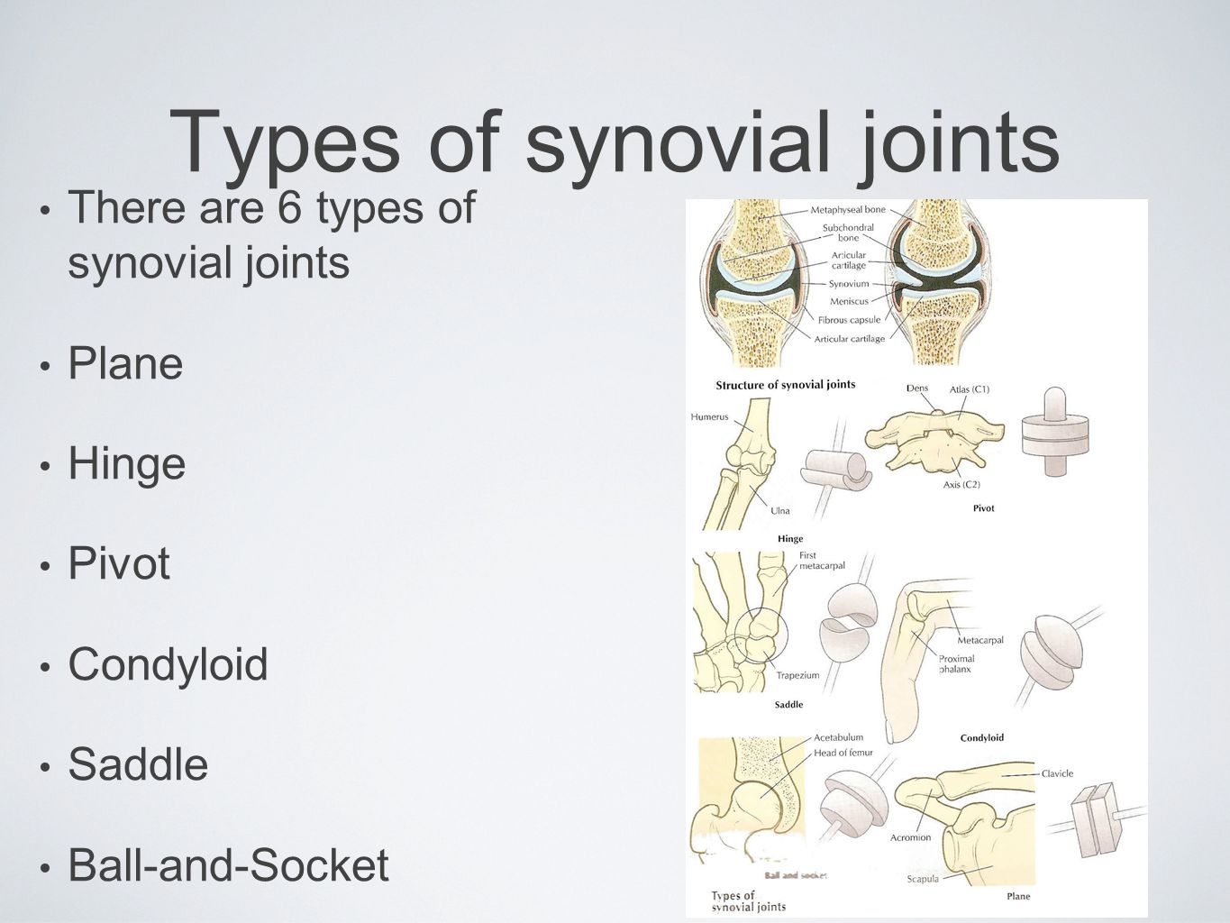 Types of synovial joints