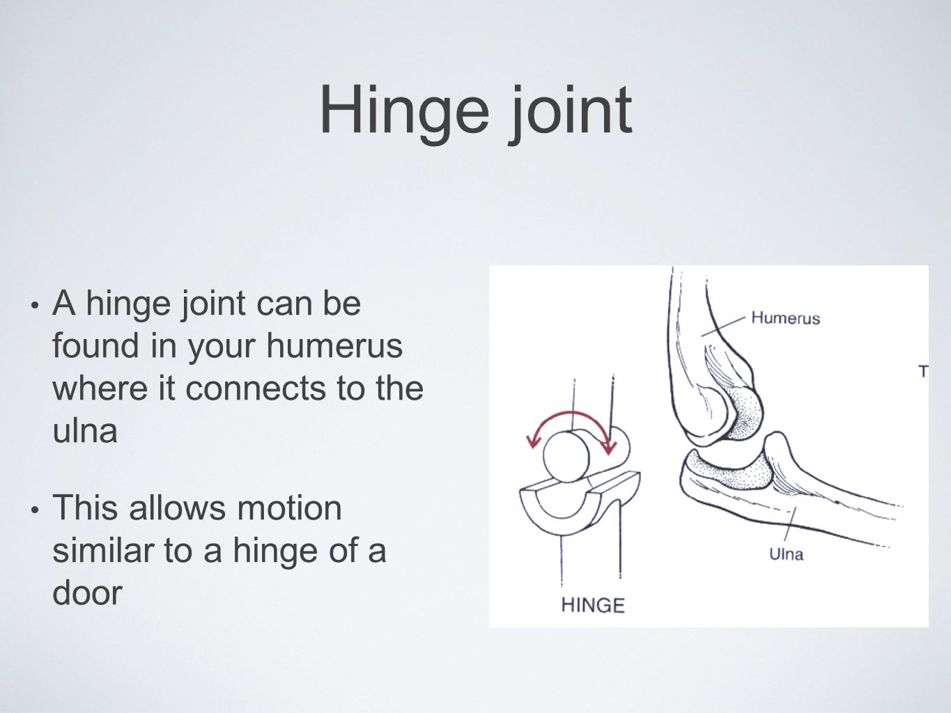 Hinge joint A hinge joint can be found in your humerus where it connects to the ulna.